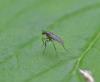 Campsicnemus scambus